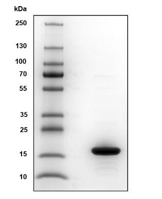 Reducing 4-20% SDS-PAGE analysis of 5 µg Bet v 1-A.